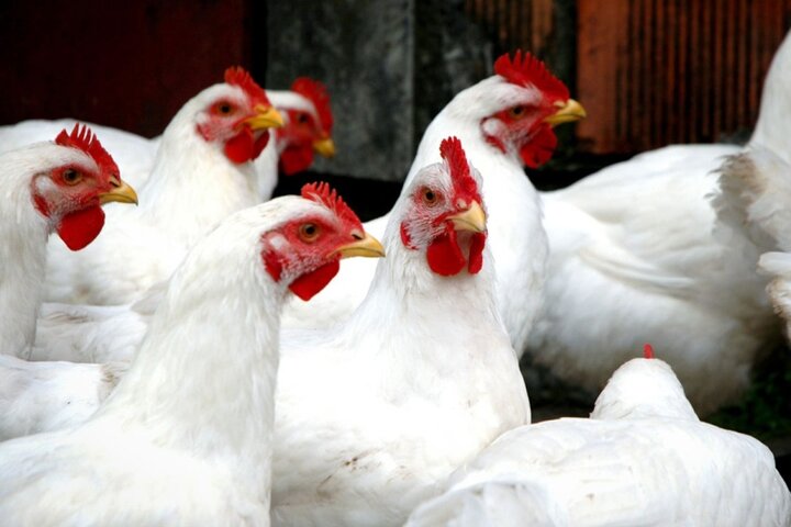 مرغ ها در زادگاه حسن روحانی سوختند