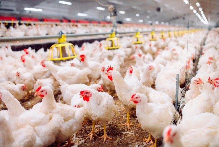 آیا سونامی قیمت مرغ در راه است؟/قیمت جوجه یک روزه رکورد زد
